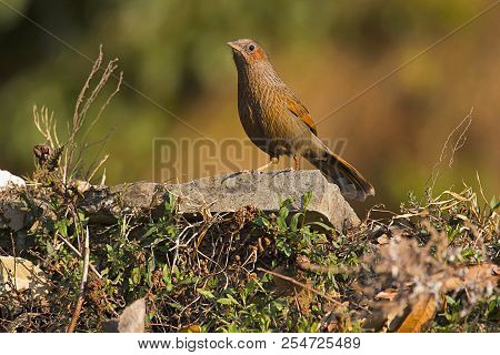Streaked Laughingthrush, Garrulax Lineatus, Sattal, Uttarakhand, India
