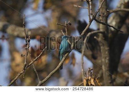 Verditer Flycatcher, Eumyias Thalassinus, Sattal, Uttarakhand, India
