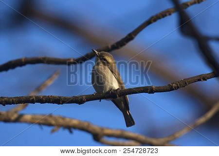 Common Woodshrike, Tephrodornis Pondicerianus, Bandhavgarh Tiger Reserve, Madhya Pradesh, India