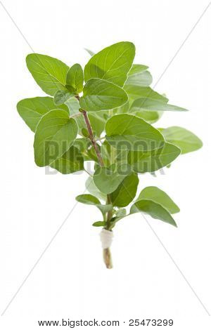  Snítkou čerstvé Oregano, izolované
