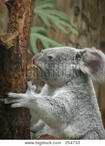 Koala - 1