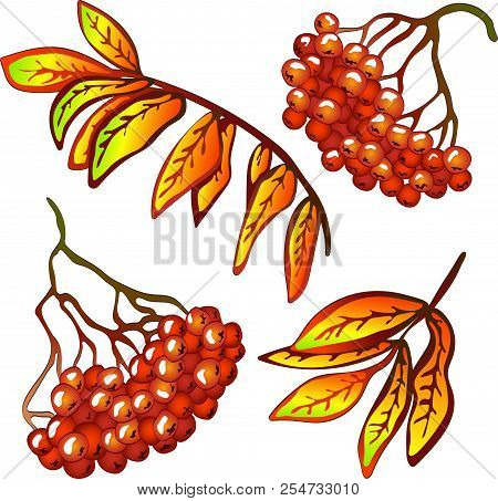Vector Autumn Yellow Sorbus Leaves And Red Berry. Isolated Illustration Element.