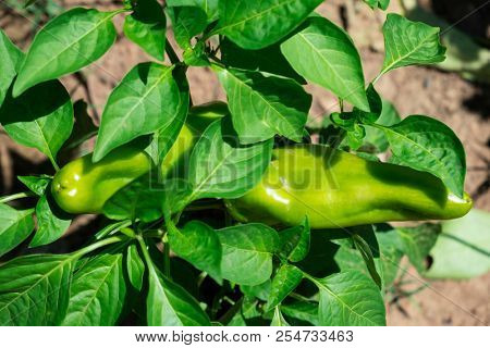 closeup of some sweet Italian peppers ripening in the plant in an organic orchard