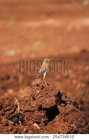 Richard's Pipit, Anthus Richardi, Pune, Maharashtra, India