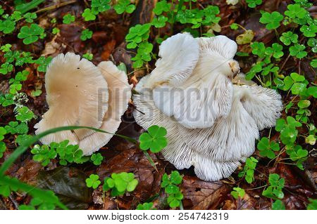 Freshly Harvested Edible Pleurotus Ostreatus Mushrooms For Food