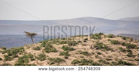 Panorama of single tree growing on a hill in the desert of Ethiopia near Somalia.