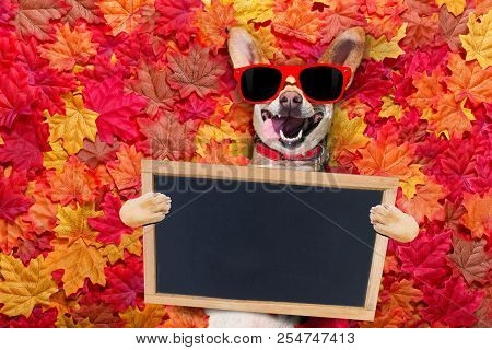 Chihuahua  Dog , Lying On The Ground Full Of Fall Autumn Leaves, Looking At You  With A Smile,   Lyi