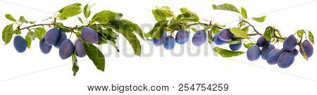 The Branch With Ripe Plums And Leaves Isolated On White