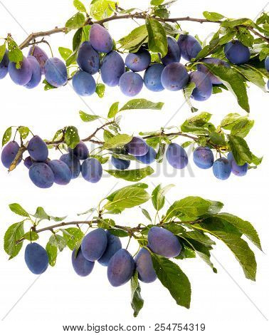 The Branch With Ripe Plums And Leaves Isolated On White