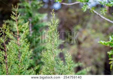 Day In The Forest