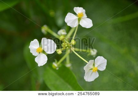 Male Bulltongue Arrowhead Flower, Sagittaria Sp., Central Of Thailand