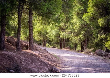 Day In The Forest
