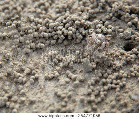 Ghost Crab Molding Sand At The Beach. It Scientific Name Ocypode, Family Ocypodidae, Subfamily Ocypo