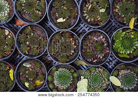 Succulents. Potted Plants - Sale In The Market.