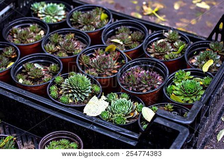 Succulents. Potted Plants - Sale In The Market.