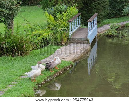January 6, 2016, Itatiaia, Rio De Janeiro, Brazil, Geese On Lake Shore Inn In Sunny Day.