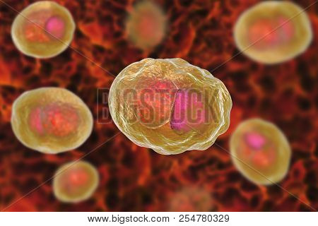 Chlamydia Trachomatis Bacteria, 3d Illustration Showing Reticulate Bodies Of Chlamydia Forming Intra