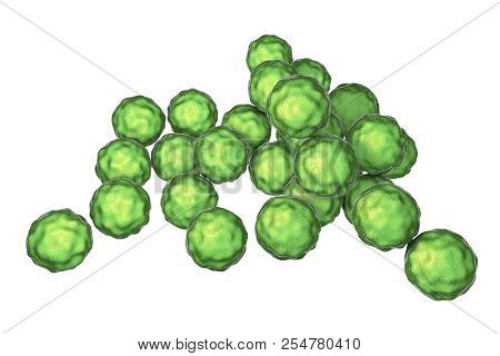 Chlamydia Trachomatis Bacteria, 3d Illustration, The Causative Agent Of Chlamydiosis