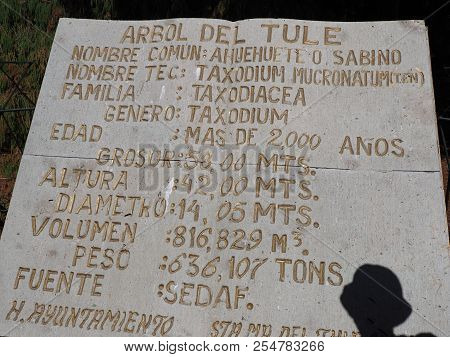 Santa Maria Del Tule, North America Mexico On February 2018: Stone Plaque Reveals Montezuma Cypress 