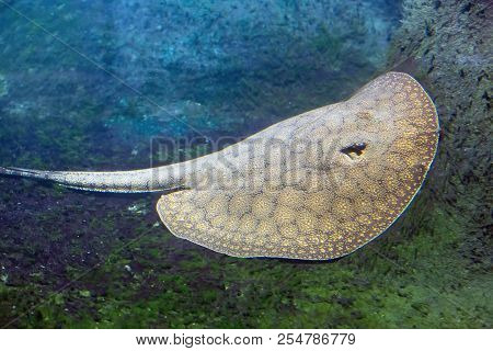Guitarfish Under Water-potamotrygon Schuhmacheri In Sunny Day