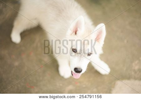 My Friends Siberian Husky Look At Me And Ask Me 