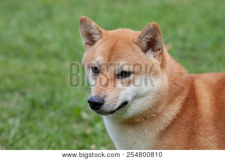 Cute Red Shiba Inu Is Standing On A Green Meadow. Pet Animals.