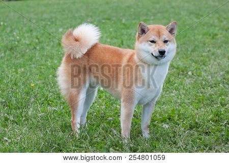 Cute Red Shiba Inu Is Standing In The Green Grass. Pet Animals.