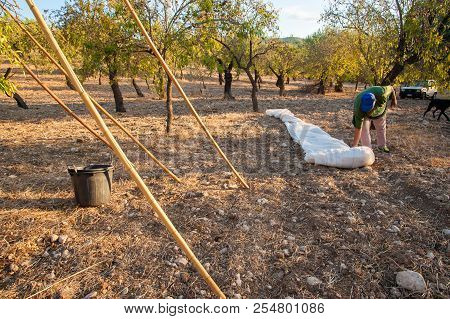 Almond Harvest Time