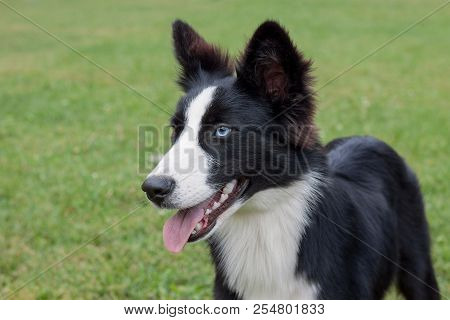 Cute Yakutian Laika Puppy With Different Eyes Is Standing In The Green Grass. Pet Animals.
