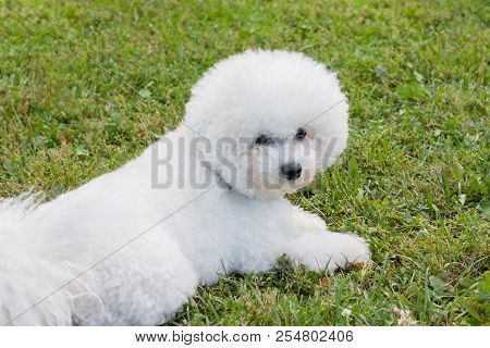 Cute Bichon Frise Is Lying On A Green Meadow. Purebred Dog.