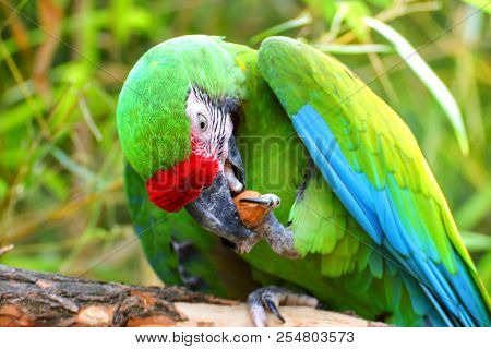 Pair Great Green Military Macaw (ara Militaris Mexicana) Portrait. Live In South America. Popular Gr