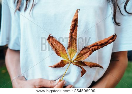 Woman Hold Nice Yellow Leaf In Hand.