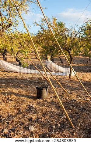 Almond Harvest Time