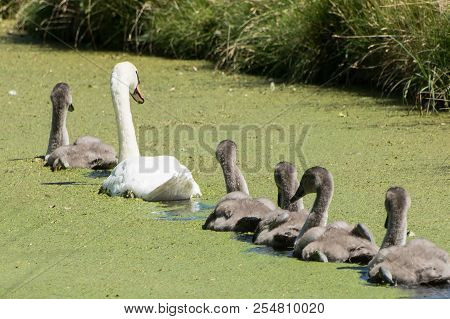 One Of The Cygnets Takes The Lead With The Mother Swan And Remaining Cygnets Following
