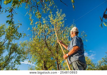 Almond Harvest Time