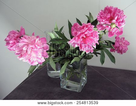 Beautiful Peonies In A Vase, Vintage Close Up Shot