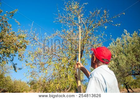 Almond Harvest Time