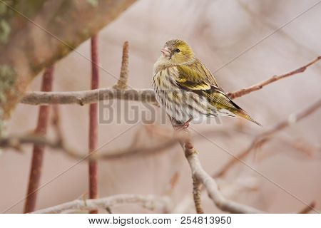 Siskin (spinus Spinus) Flew To Eat On The Feeder And Sits On A Branch Of A Wild Apple Tree.