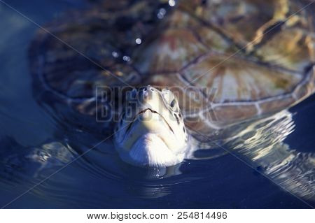 Mexico Yucatan Cancun Waterturtle
