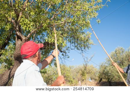 Almond Harvest Time