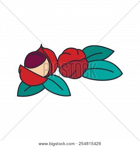 Guarana Icon. Cartoon Guarana Vector Icon For Web Design Isolated On White Background