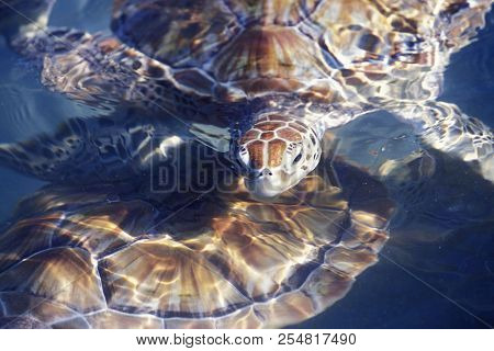Mexico Yucatan Cancun Waterturtle