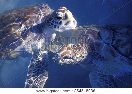 Mexico Yucatan Cancun Waterturtle