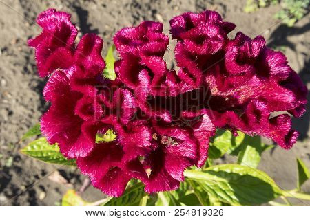 Heart Shape Of Celosia Cristata Red Flower.