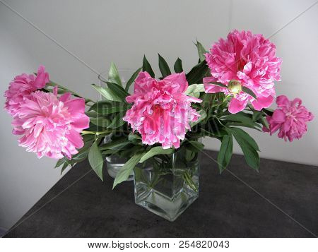 Beautiful Peonies In A Vase, Vintage Close Up Shot