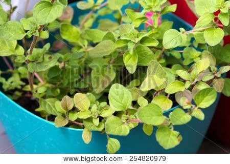 Growing Fresh Oregano In A Pot Of Herbal Garden