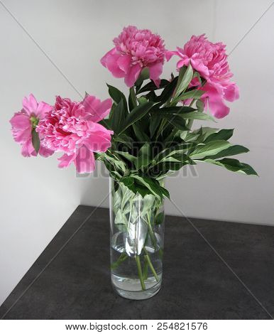 Beautiful Peonies In A Vase, Vintage Close Up Shot