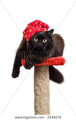 分離された赤い帽子で黒い猫