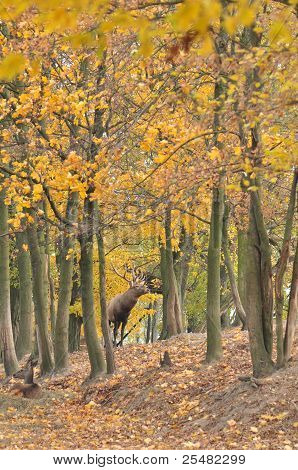 Cervus Elaphus