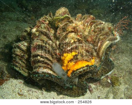 Olbrzym Clam